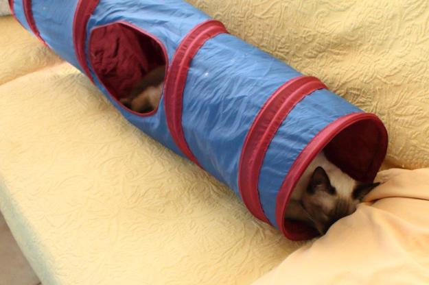 kitten Floki playing in cat tunnel