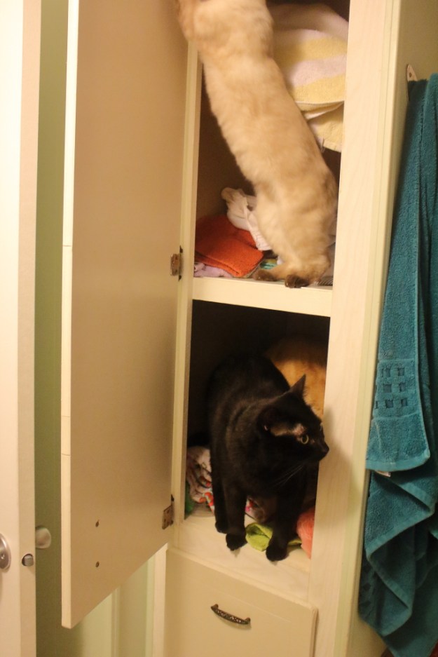 cats and kitten in cabinet
