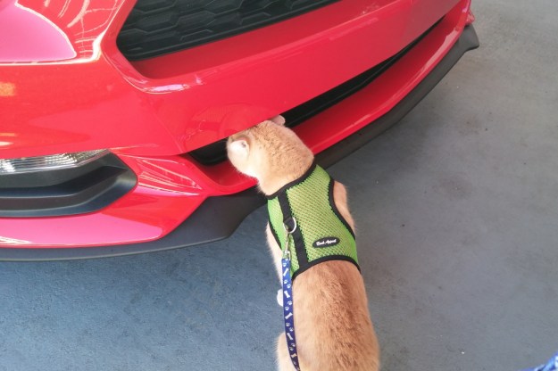 cat Frankie smelling car