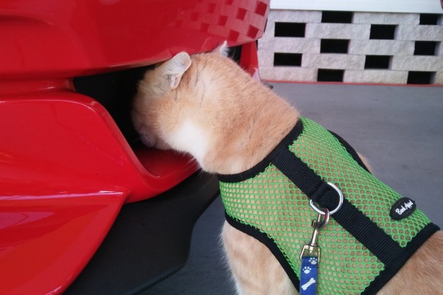 20161225_100148-frankie