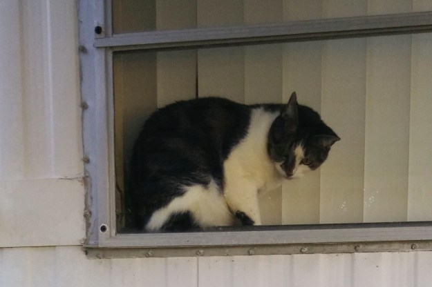 cat in window