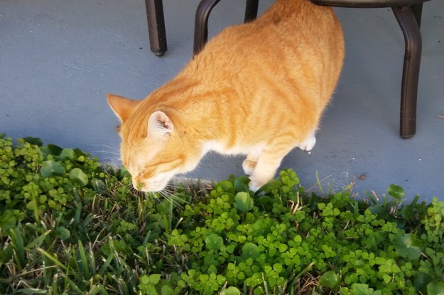 Bad Cat Chris eating grass