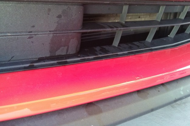 cat marked Mustang car