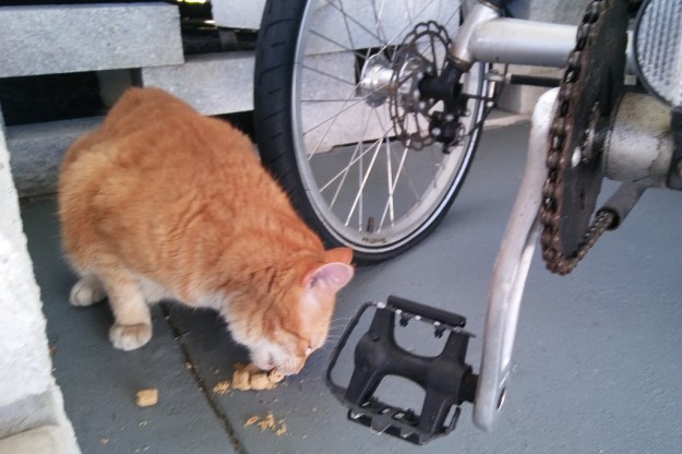 cat Chris eating stella and chewy treats outside