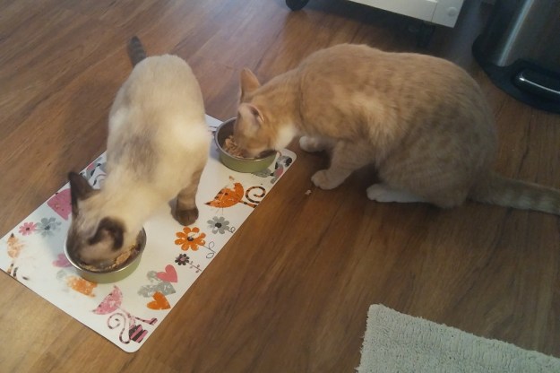 cats eating salmon