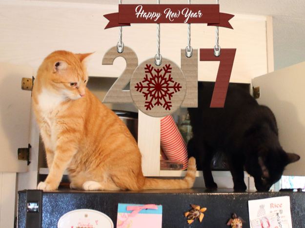 Happy New Year 2017 with cats