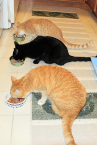 Our cats eating