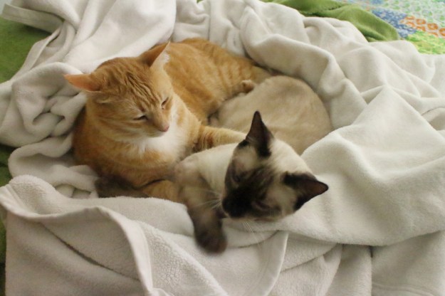 cats on bed