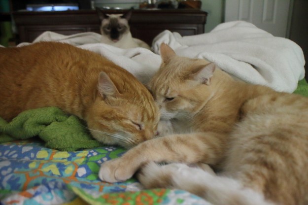cats on bed