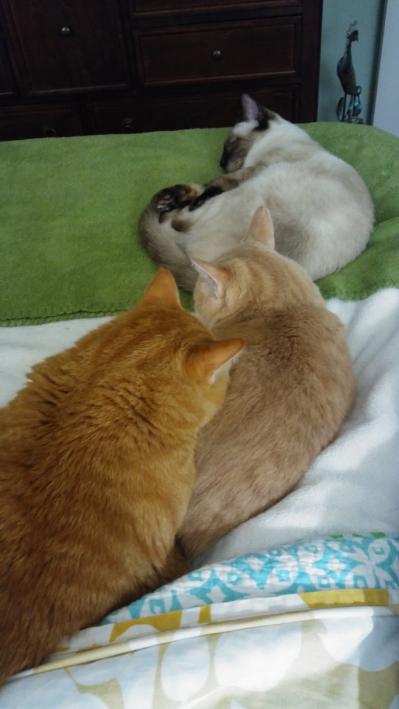 cats on bed