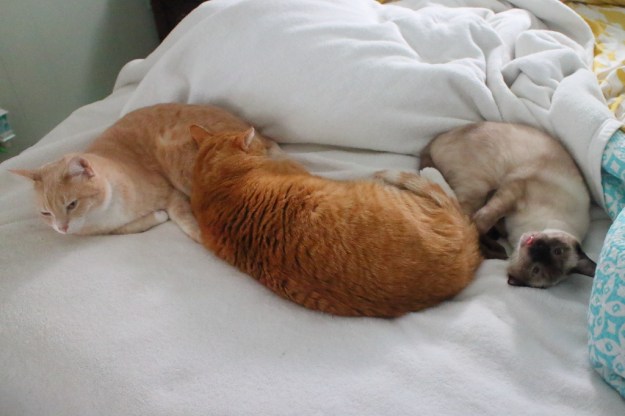 cats on bed