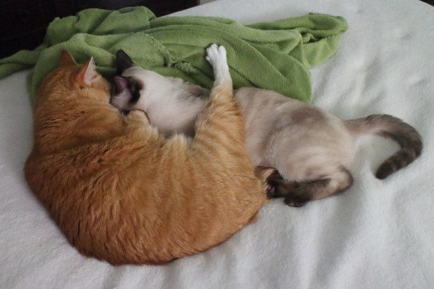 Chris and Floki