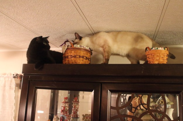 20170113_cats__puck-floki-740