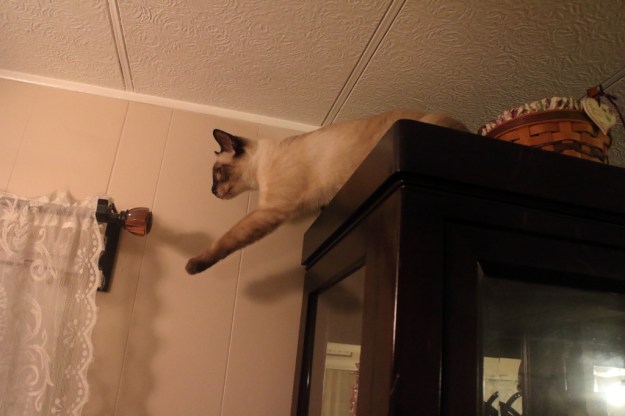 20170113_cats_floki748