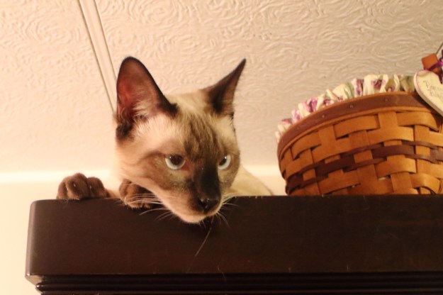 20170113_cats_floki_758