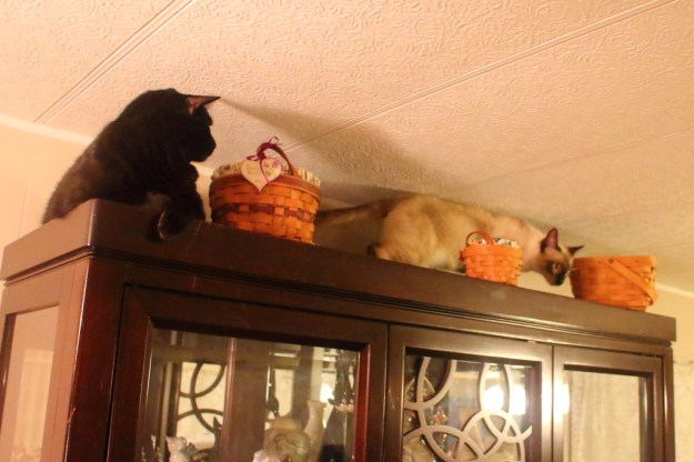 20170113_cats_puck-floki-732