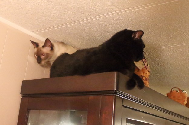 20170113_cats_puck-floki-734