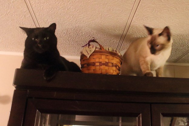 20170113_cats_puck-floki-736