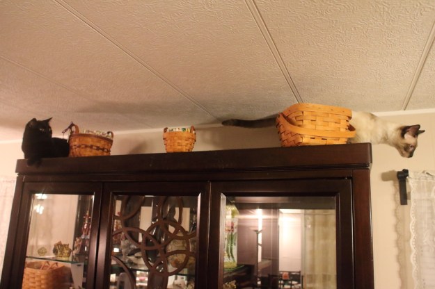 20170113_cats_puck-floki-739