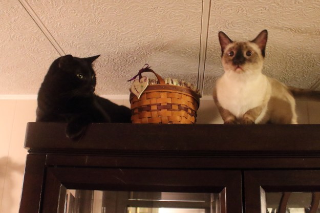 20170113_cats_puck-floki-741