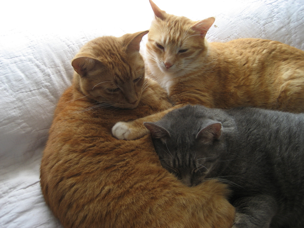 cute cats sleeping together