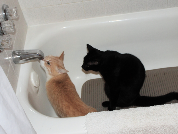 Our cats Frankie and Puck in the tub
