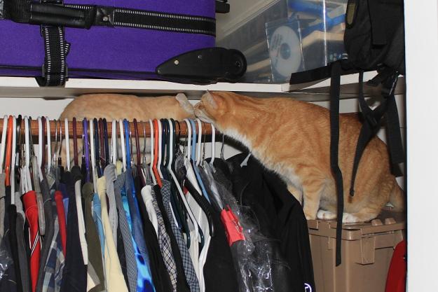 Our cats Chris and Frankie in the closet