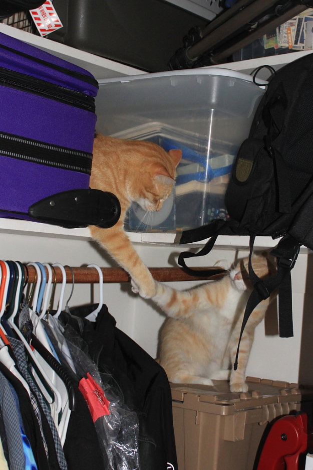 Our cats Chris and Frankie in the closet