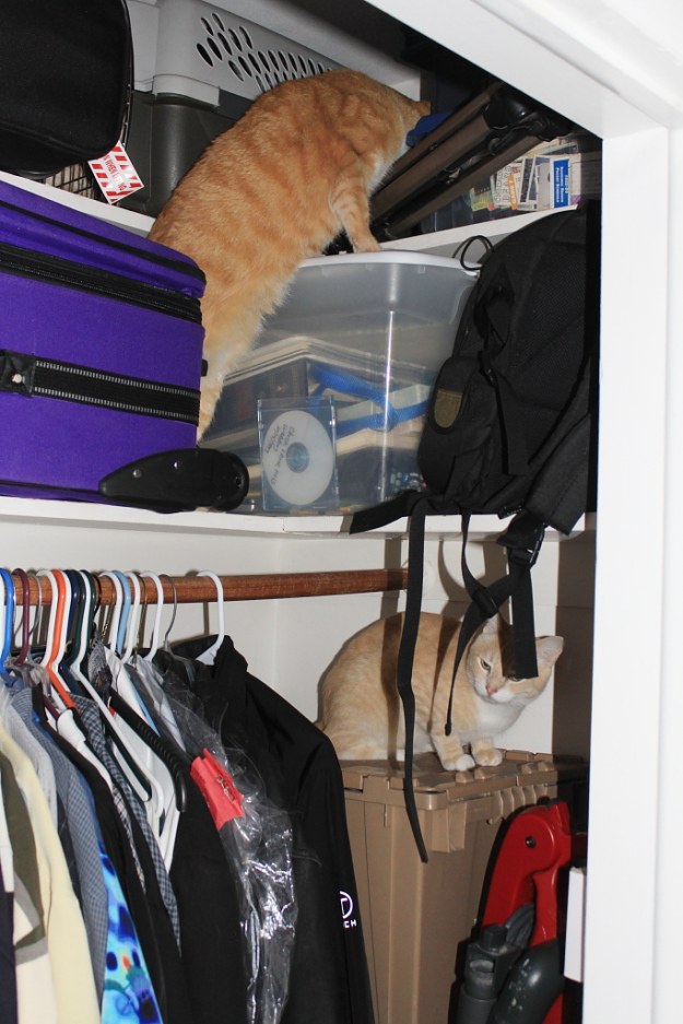 Our cats Chris and Frankie in the closet