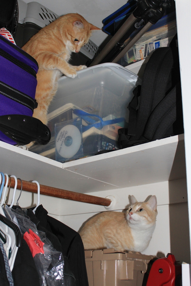 Our cats Chris and Frankie in the closet