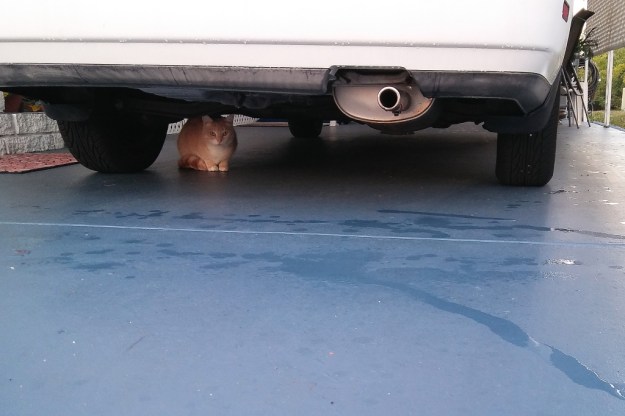 cat under car