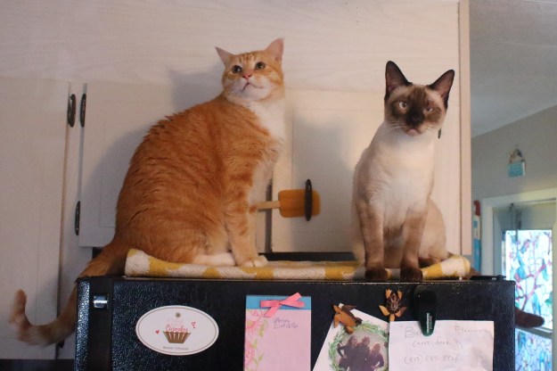 cats on fridge