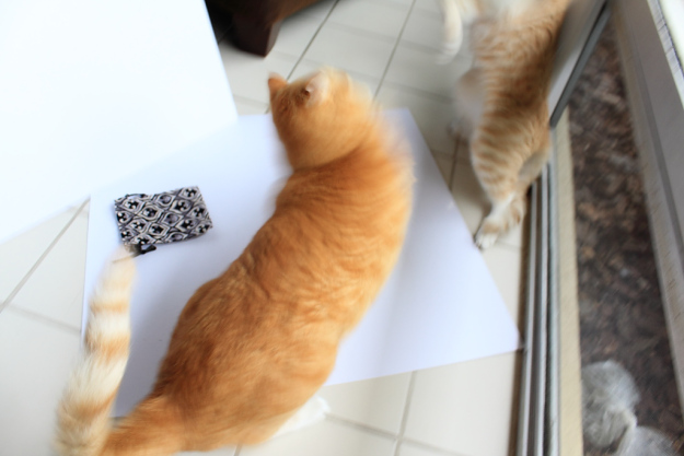 Bad Cat Chris fighting with Frankie