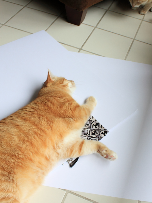 Bad Cat Chris interfering with photo shoot