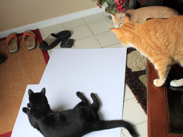 Cats interfering with photo shoot