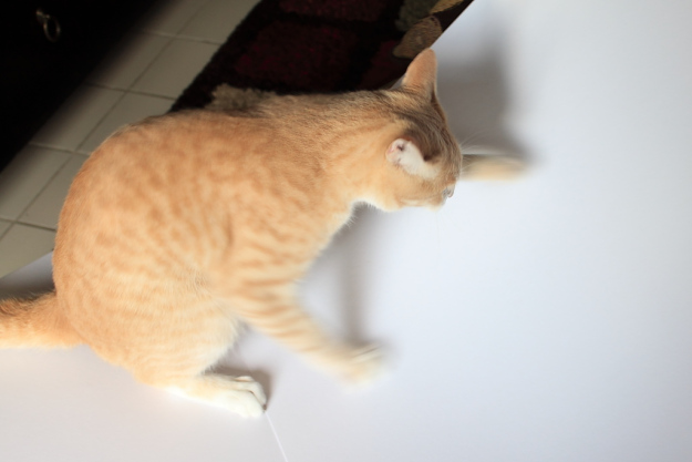 Cats interfering with my photography