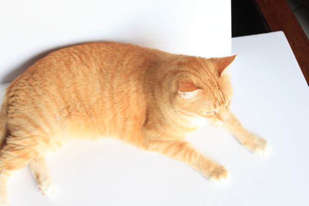 Cats interfering with my photography