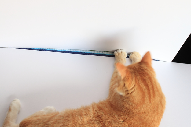 Cats interfering with my photography