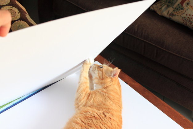 Cats interfering with my photography