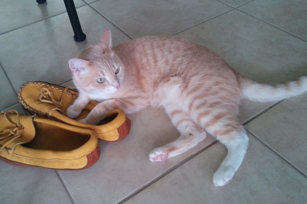 cat and shoes