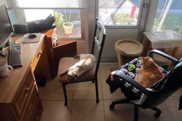 cats on chairs