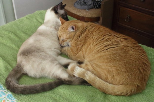 cats Chris and Floki