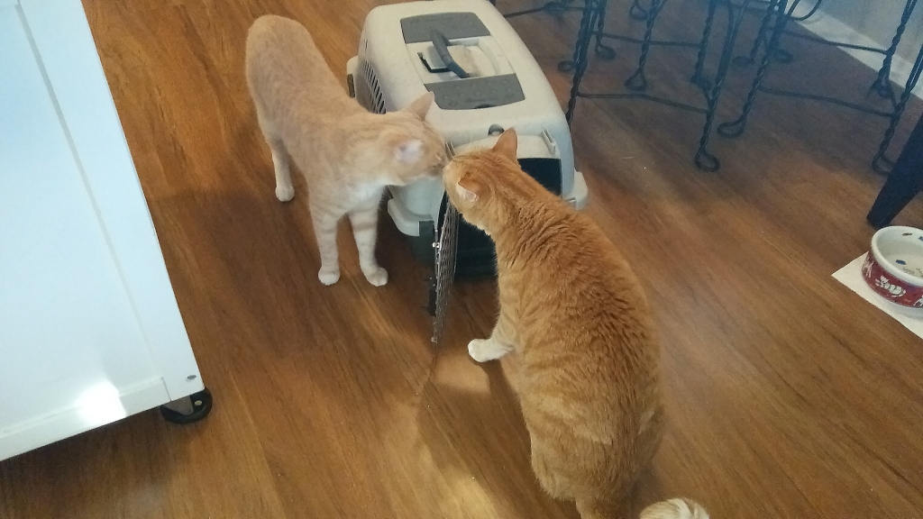 cats interested in carrier