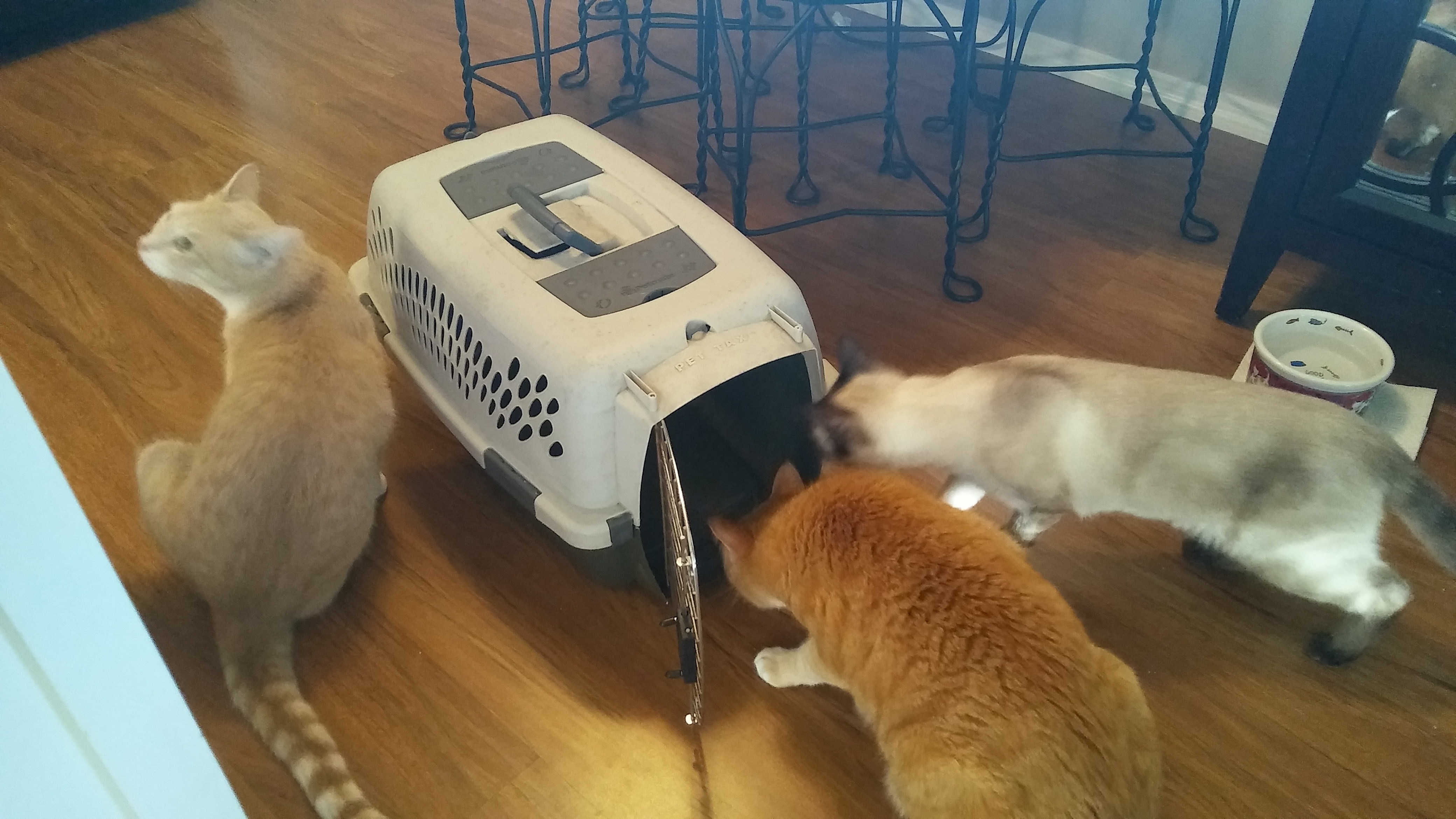 cats interested in carrier