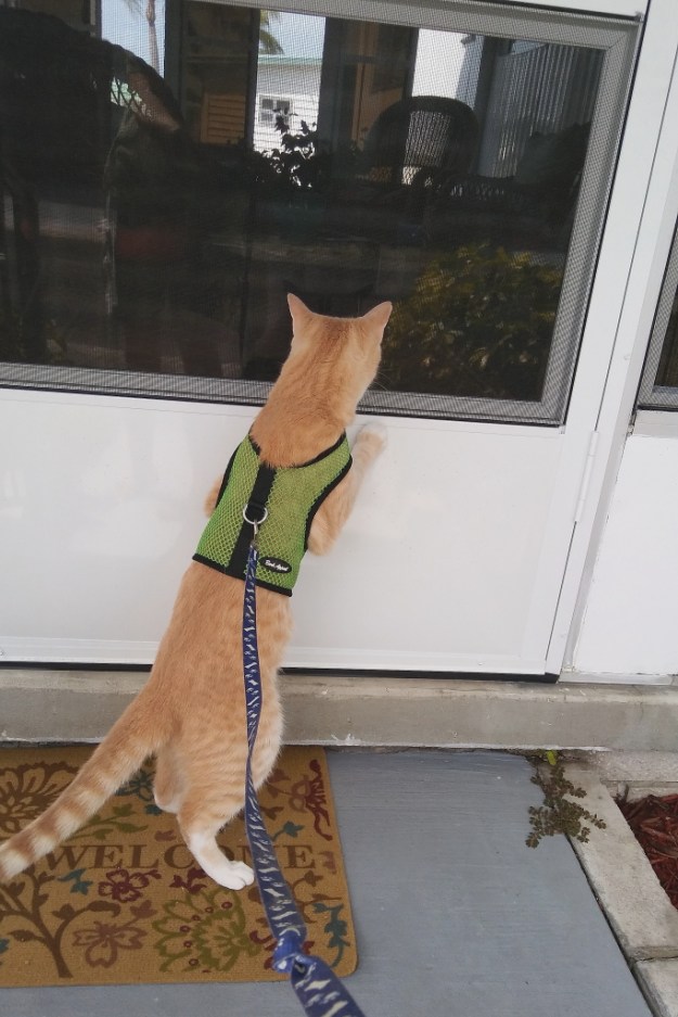 cat peeking in wingow