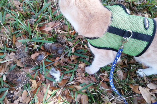 Cat Frankie and dead bunny