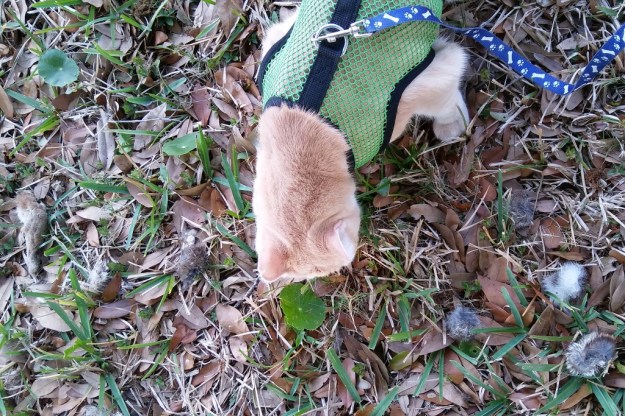 Cat Frankie and dead bunny