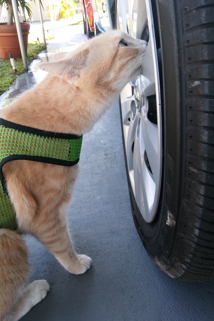 20170401_112930 Frankie smelling tire
