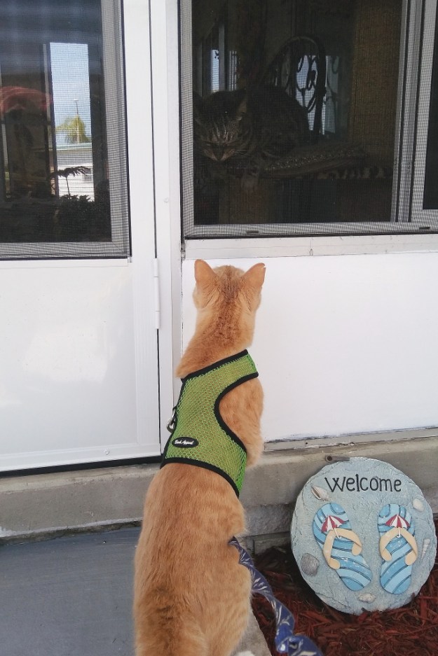 Frankie and neighbor cat