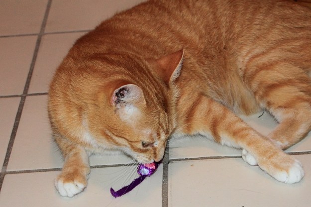 Bad cat Chris playing with mouse toy